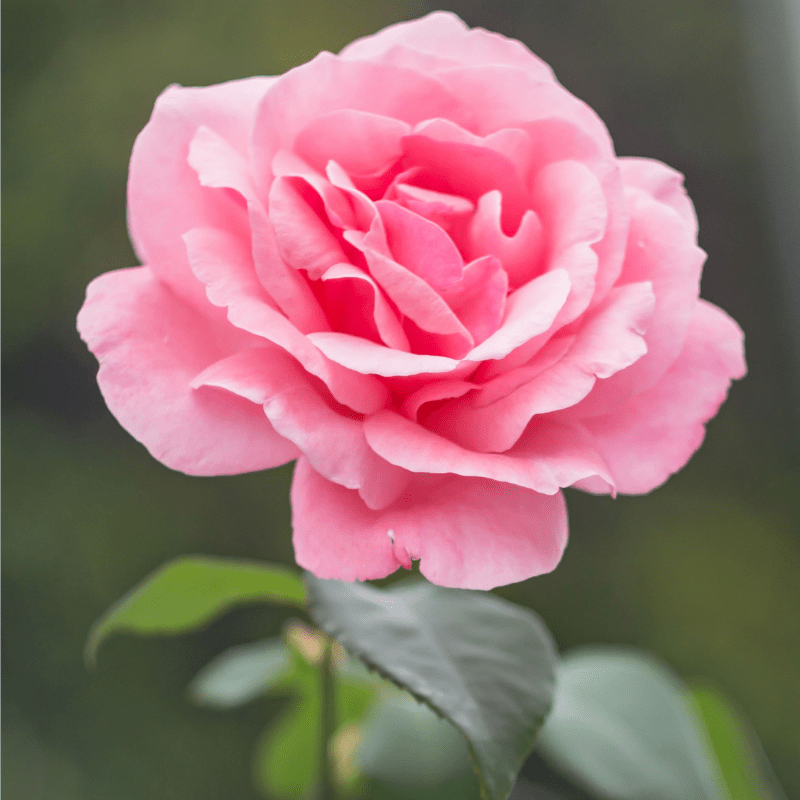 Le jardinage en Mai - Bourgeon