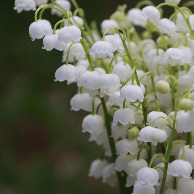 Les plantations en Mai - Bourgeon