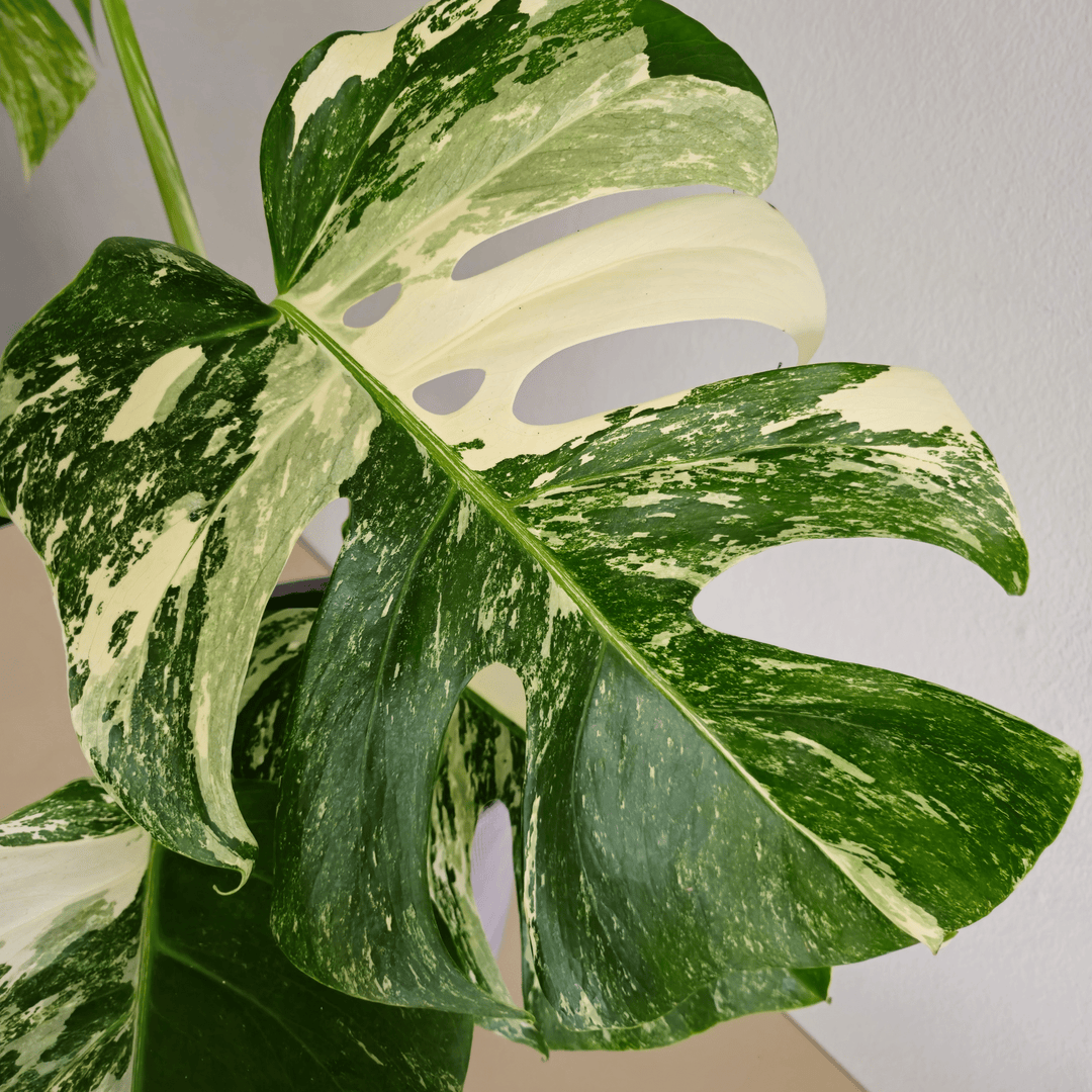 Monstera - Bourgeon