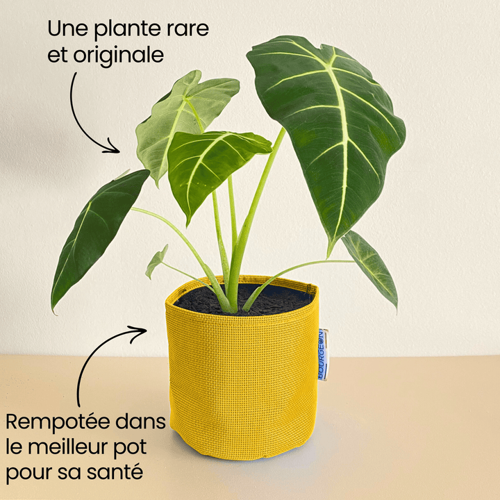 Alocasia Frydek - Bourgeon - Jaune - Sans - J'ai déjà une soucoupe