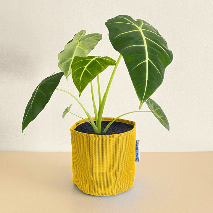 Alocasia Frydek - Bourgeon - Jaune - Sans - J'ai déjà une soucoupe