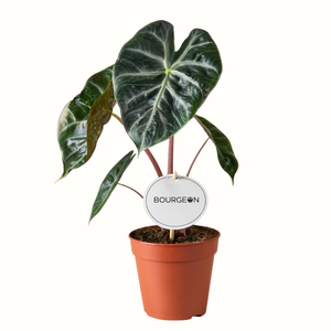 Alocasia Pink Dragon