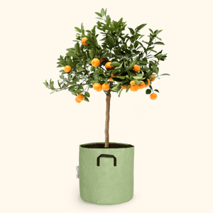 Calamondin - Citrus Calamondin - Bourgeon - Petit - 45cm - Vert