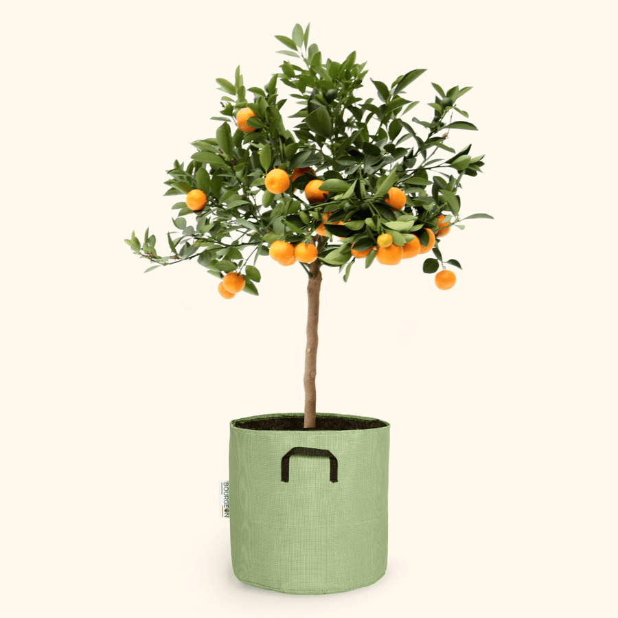Calamondin - Citrus Calamondin - Bourgeon - Petit - 45cm - Vert