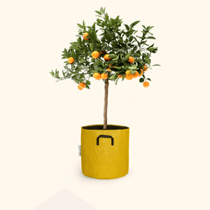 Calamondin - Citrus Calamondin - Bourgeon - Petit - 45cm - Jaune