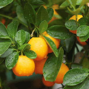 Calamondin - Citrus Calamondin - Bourgeon - Petit - 45cm - Vert