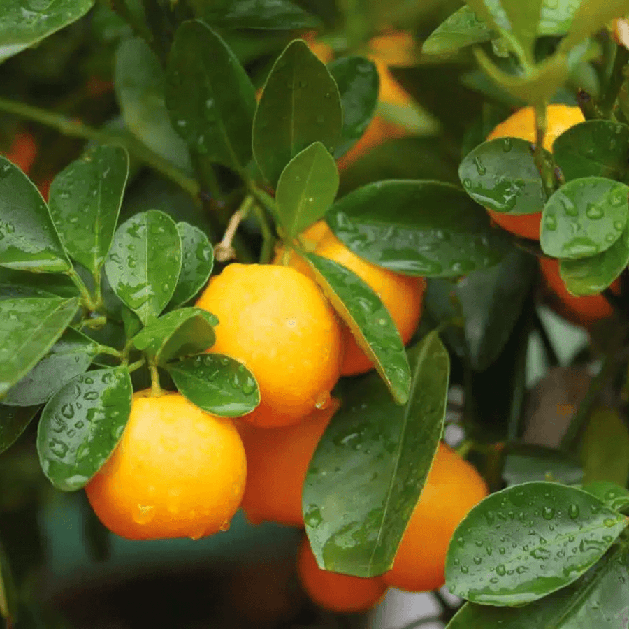Calamondin - Citrus Calamondin - Bourgeon - Petit - 45cm - Vert