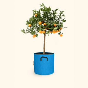 Calamondin - Citrus Calamondin - Bourgeon - Petit - 45cm - Bleu