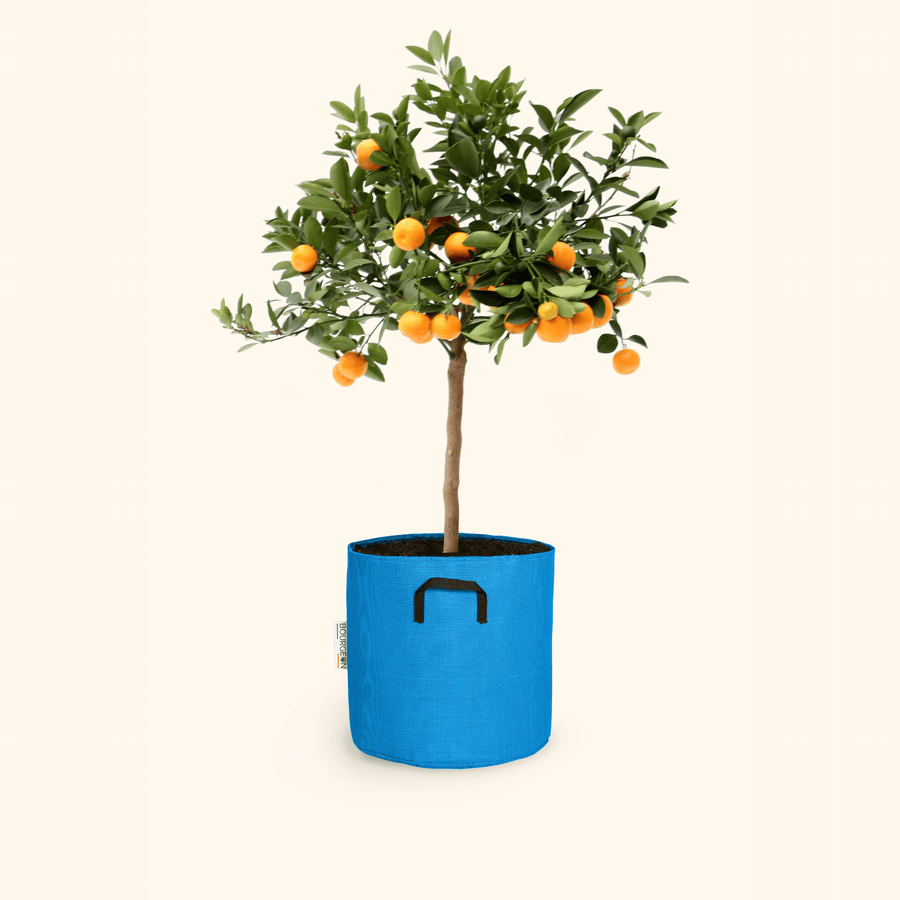 Calamondin - Citrus Calamondin - Bourgeon - Petit - 45cm - Bleu