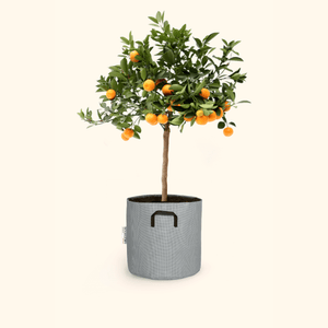 Calamondin - Citrus Calamondin - Bourgeon - Petit - 45cm - Gris
