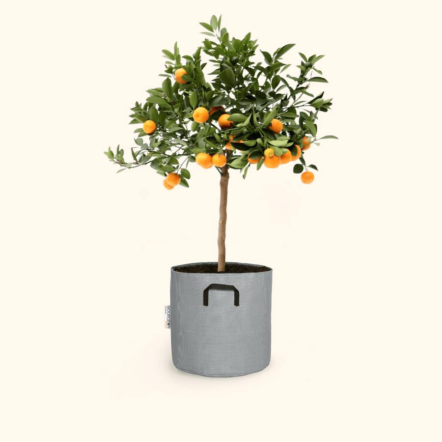 Calamondin - Citrus Calamondin - Bourgeon - Petit - 45cm - Gris