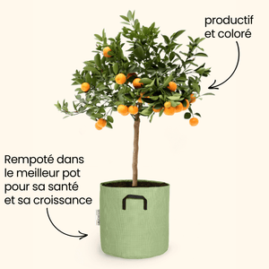 Calamondin - Citrus Calamondin - Bourgeon - Petit - 45cm - Vert