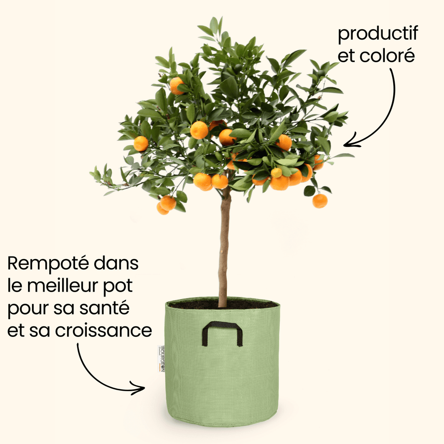 Calamondin - Citrus Calamondin - Bourgeon - Petit - 45cm - Vert