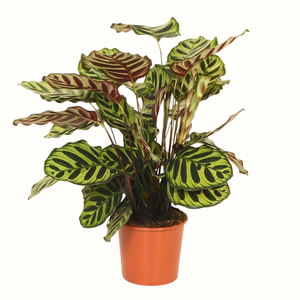 Alocasia Pink Dragon