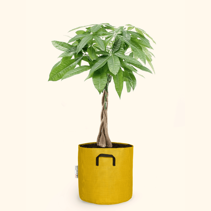 Châtaignier de Guyane - Pachira Aquatica - Bourgeon - Grand - 125cm - Jaune