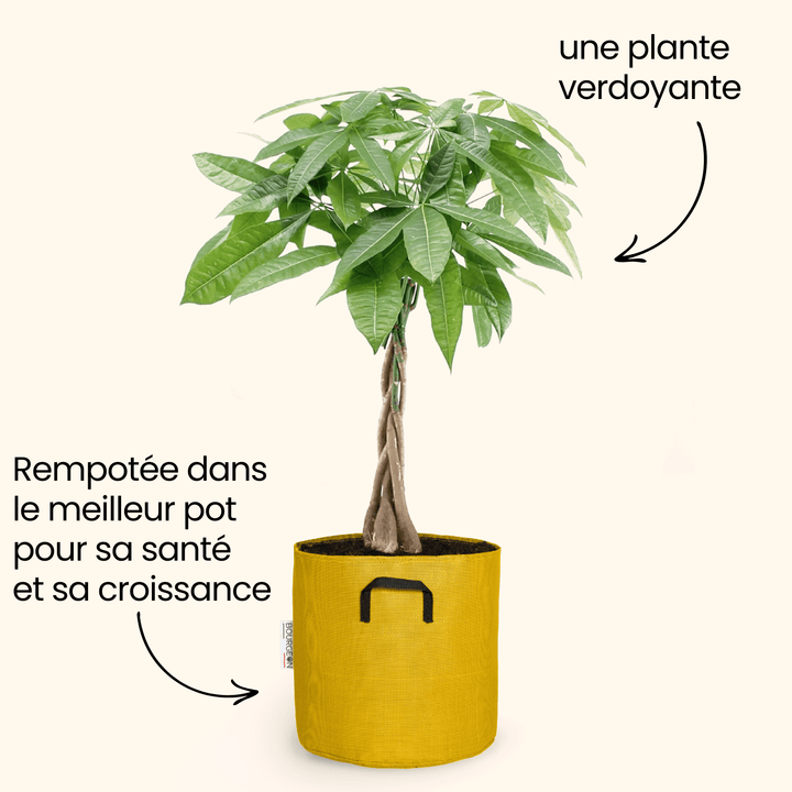 Châtaignier de Guyane - Pachira Aquatica - Bourgeon - Petit - 35cm - Jaune