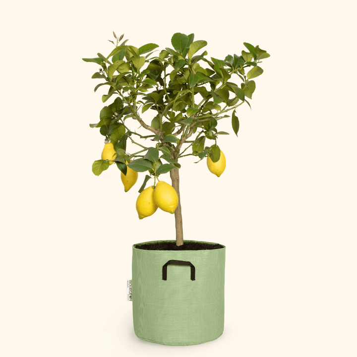 Citronnier jaune - Citrus Lemon - Bourgeon - Géant - 100cm - Vert