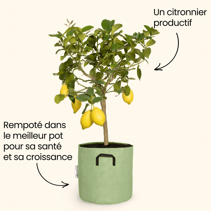 Citronnier jaune - Citrus Lemon - Bourgeon - Petit - 60cm - Vert