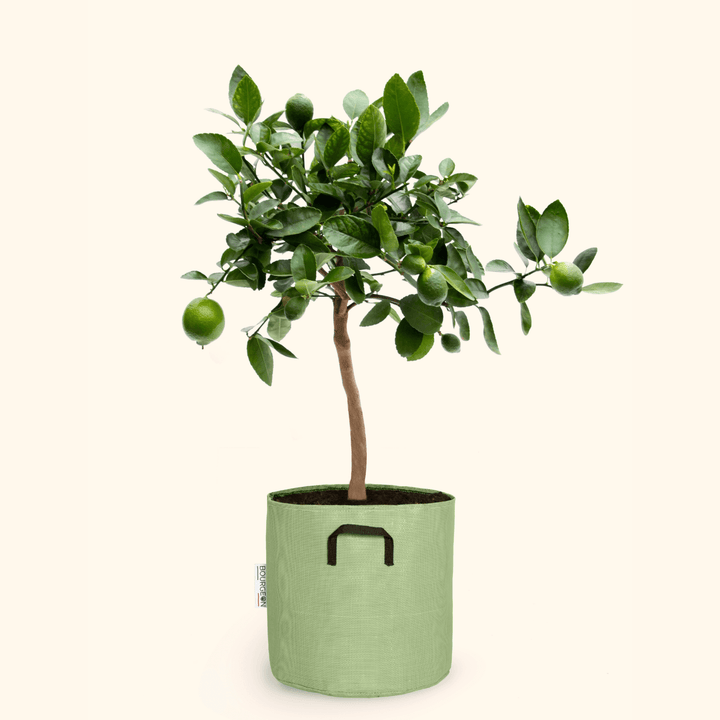 Citronnier vert - Citrus Lime - Bourgeon - Vert - Sans - Idéal pour l'extérieur