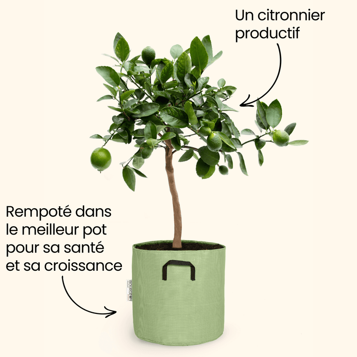Citronnier vert - Citrus Lime - Bourgeon - Vert - Sans - Idéal pour l'extérieur