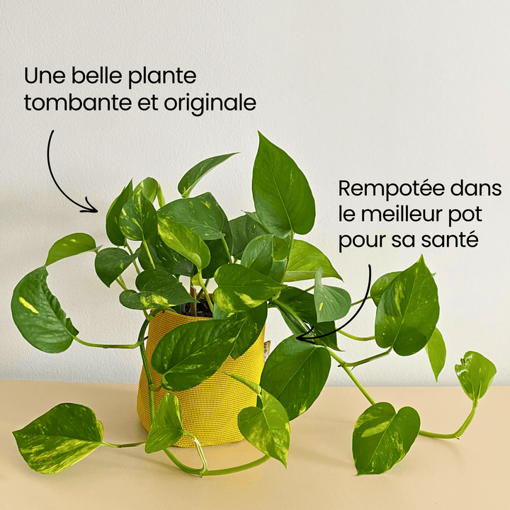 Epipremnum Aureum - Bourgeon - Jaune - Sans - J'ai déjà une soucoupe