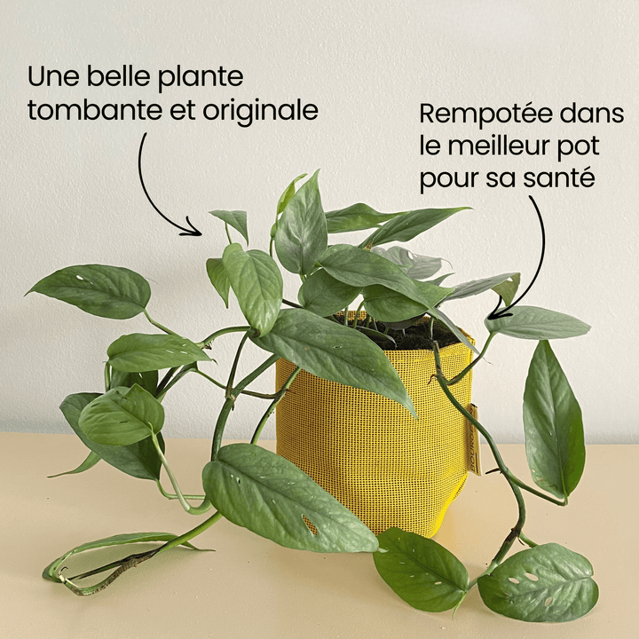 Epipremnum Cebu Blue - Bourgeon - Jaune - Sans - J'ai déjà une soucoupe