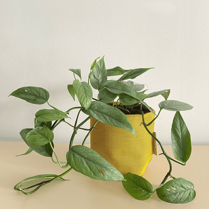 Epipremnum Cebu Blue - Bourgeon - Jaune - Sans - J'ai déjà une soucoupe