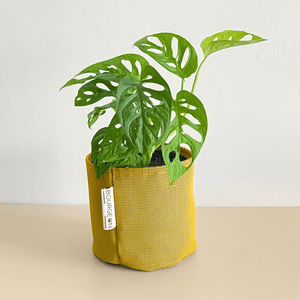 Monstera Adansonii Monkey Mask - Bourgeon - Géant - 160cm - Jaune