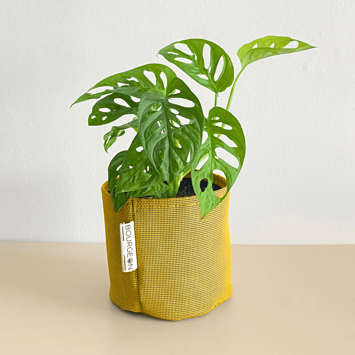 Monstera Adansonii Monkey Mask - Bourgeon - Géant - 160cm - Jaune
