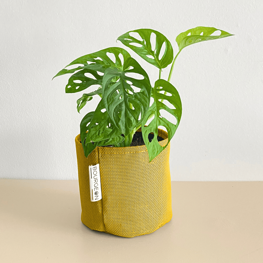 Monstera Adansonii Monkey Mask - Bourgeon - Géant - 160cm - Jaune