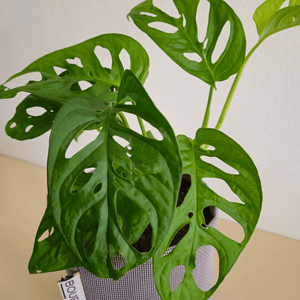 Monstera Adansonii Monkey Mask - Bourgeon - Petit - 30cm - Jaune