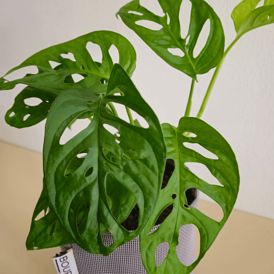 Monstera Adansonii Monkey Mask - Bourgeon - Petit - 30cm - Jaune