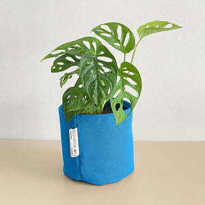 Monstera Adansonii Monkey Mask - Bourgeon - Petit - 30cm - Bleu