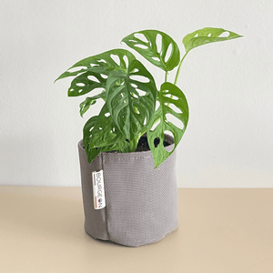 Monstera Adansonii Monkey Mask - Bourgeon - Petit - 30cm - Gris