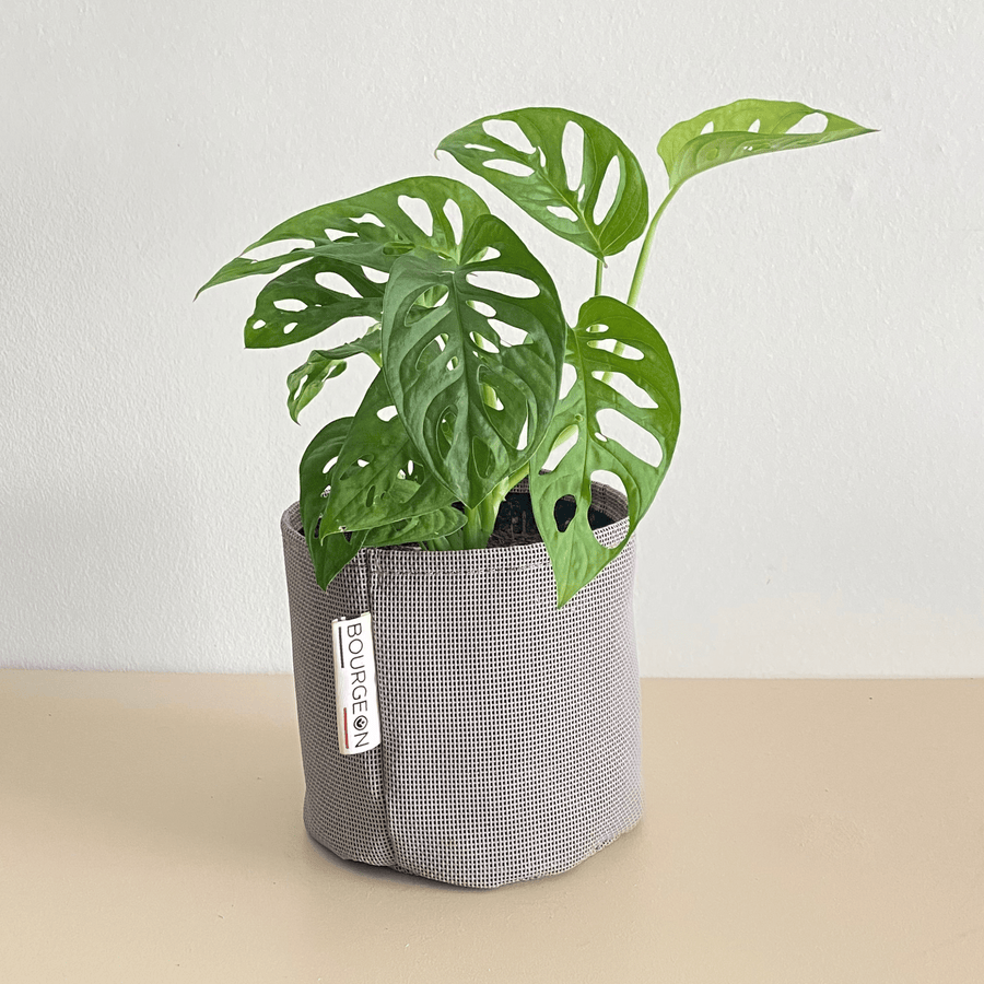 Monstera Adansonii Monkey Mask - Bourgeon - Petit - 30cm - Gris