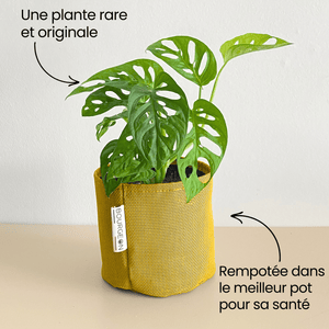 Monstera Adansonii Monkey Mask - Bourgeon - Petit - 30cm - Jaune