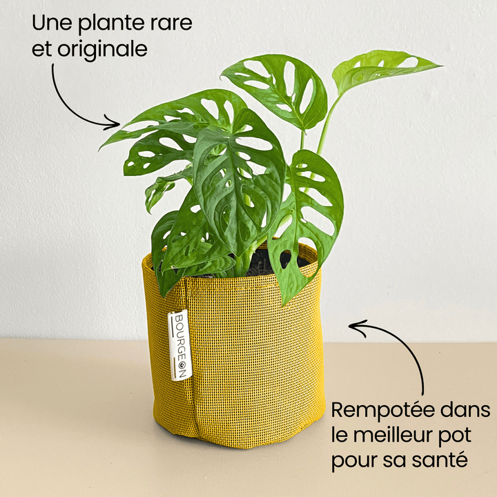 Monstera Adansonii Monkey Mask - Bourgeon - Petit - 30cm - Jaune