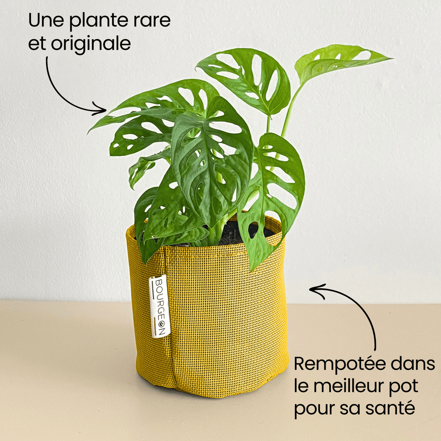 Monstera Adansonii Monkey Mask - Bourgeon - Petit - 30cm - Jaune