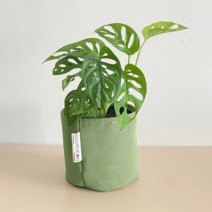 Monstera Adansonii Monkey Mask - Bourgeon - Petit - 30cm - Vert