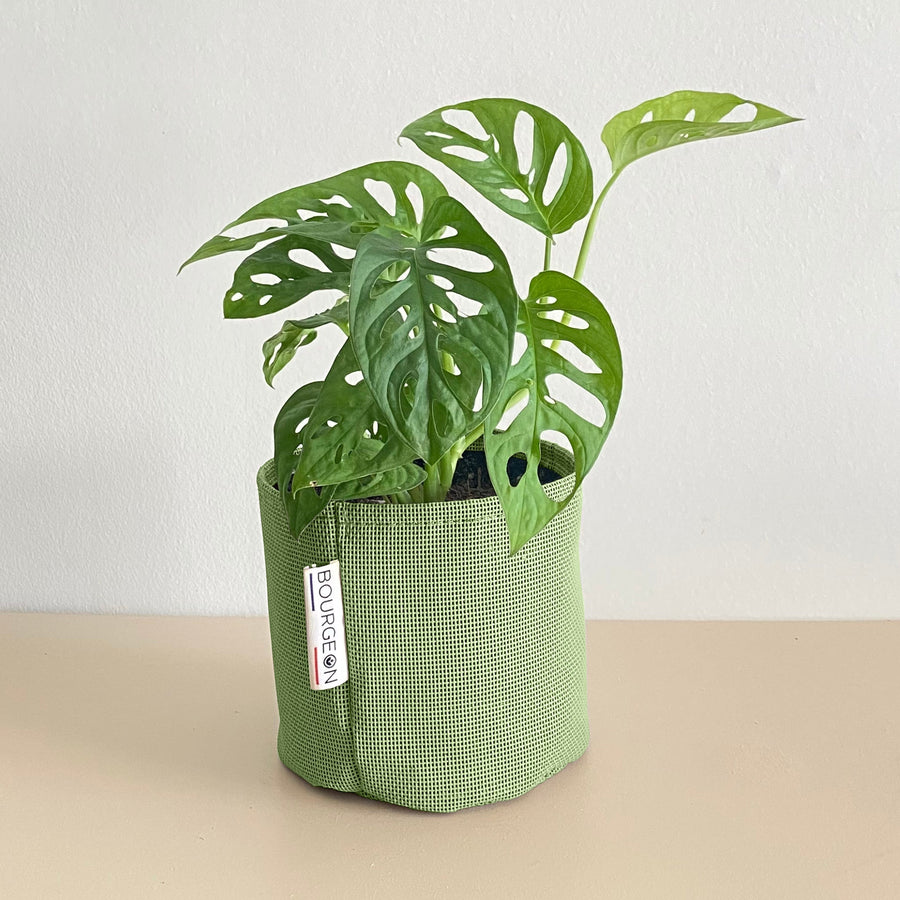 Monstera Adansonii Monkey Mask - Bourgeon - Petit - 30cm - Vert