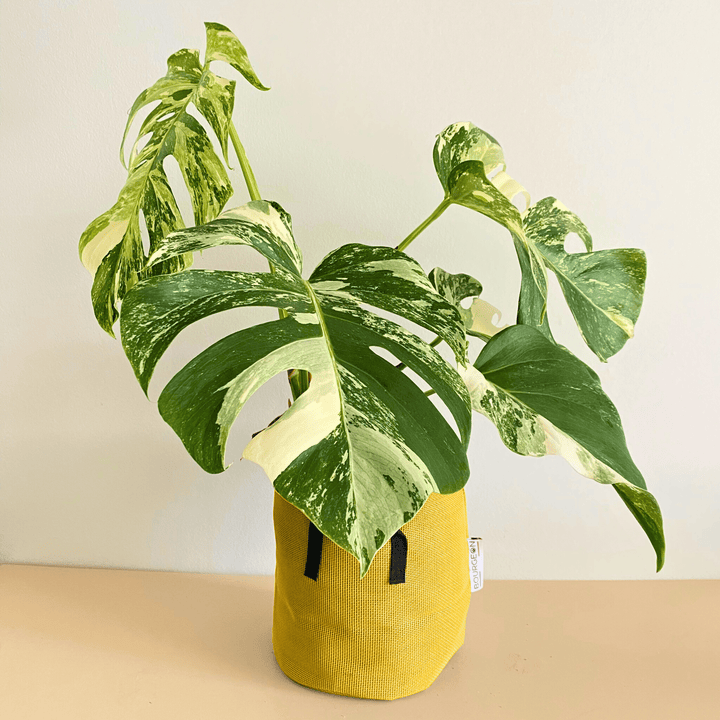 Monstera Deliciosa Variegata - Bourgeon - Jaune - Sans - J'ai déjà une soucoupe