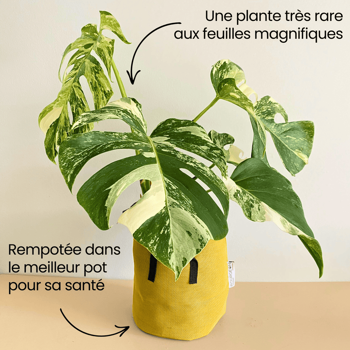 Monstera Deliciosa Variegata - Bourgeon - Jaune - Sans - J'ai déjà une soucoupe
