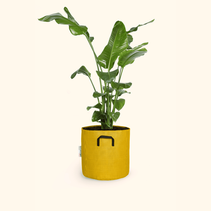 Oiseau du Paradis - Strelitzia Nicolai - Bourgeon - Moyen - 90cm - Jaune