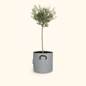 Olivier européen - Olea Europaea - Bourgeon - Mini - 30cm - Gris