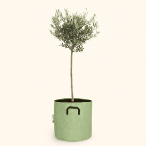 Olivier européen - Olea Europaea - Bourgeon - Mini - 30cm - Vert