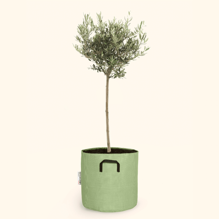 Olivier européen - Olea Europaea - Bourgeon - Mini - 30cm - Vert