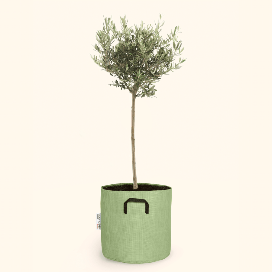 Olivier européen - Olea Europaea - Bourgeon - Mini - 30cm - Vert