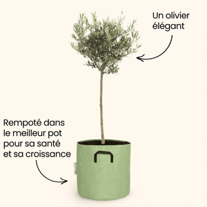 Olivier européen - Olea Europaea - Bourgeon - Mini - 30cm - Vert