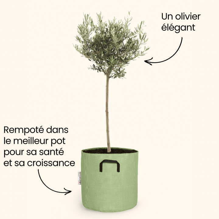 Olivier européen - Olea Europaea - Bourgeon - Mini - 30cm - Vert
