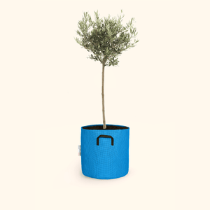 Olivier européen - Olea Europaea - Bourgeon - Mini - 30cm - Bleu